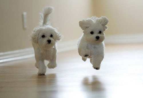 wallpaper cute puppy. Cute Puppies Pictures Gallery